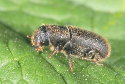 Réf. 178 444 : Hylurgus ligniperda