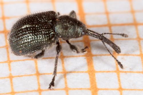 Réf. 178 366 : Neocoenorrhinus minutus