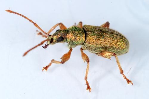 Phyllobius argentatus