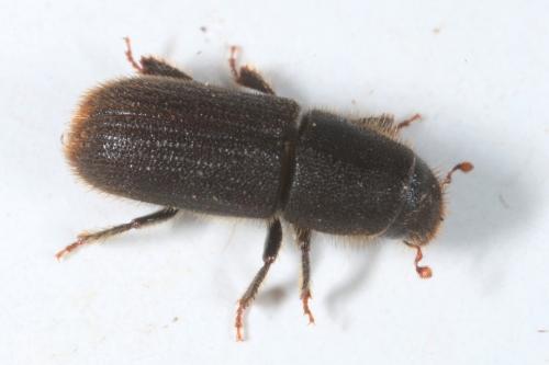 Hylurgus ligniperda