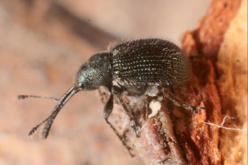 Réf. 178 365 : Neocoenorrhinus minutus