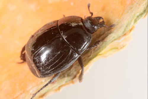 Réf. 178 438 : Margarinotus ignobilis