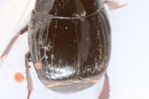 Réf. 178 439 : Margarinotus ignobilis
