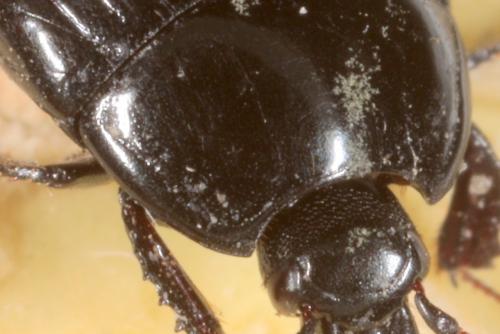 Margarinotus ignobilis