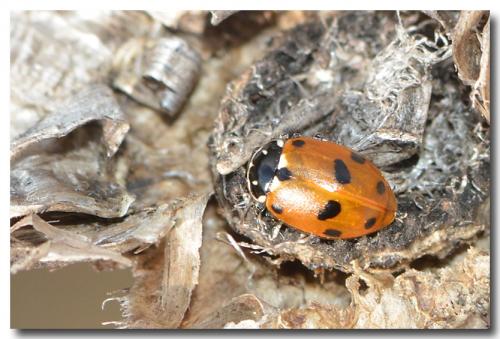 Hippodamia variegata