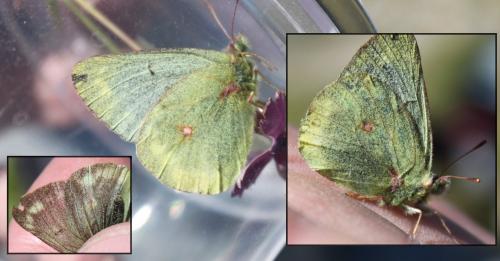 Colias phicomone