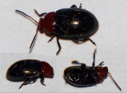 Podagrica sp.