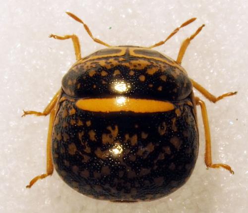 Coptosoma sp.