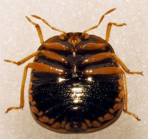 Réf. 178 816 : Coptosoma sp.