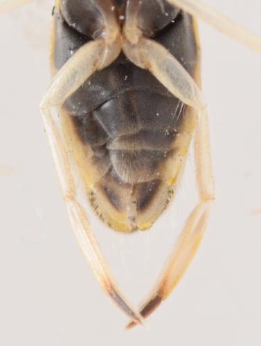 Sigara lateralis