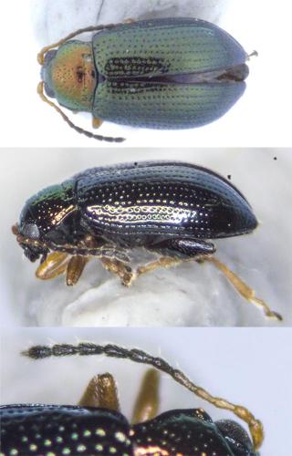 Réf. 178 048 : Crepidodera aurata