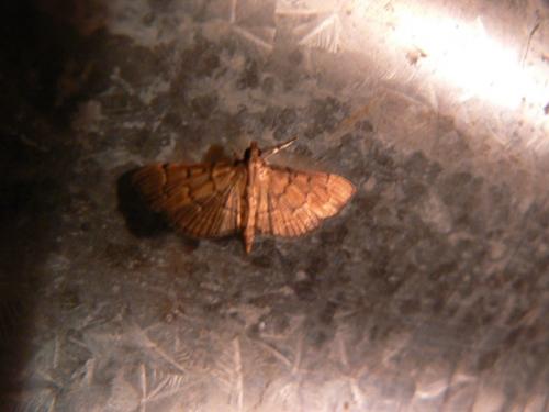Réf. 178 603 : Herpetogramma bipunctalis