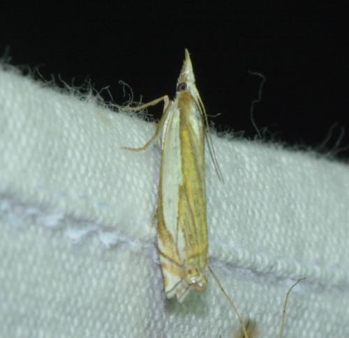 Réf. 178 753 : Crambus uliginosellus