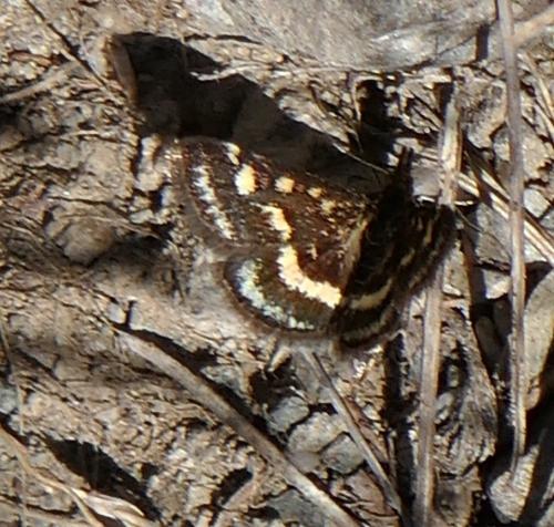 Réf. 178 810 : Pyrausta ostrinalis