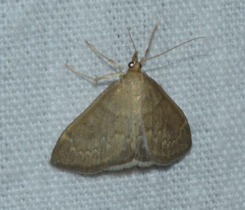 Anania fuscalis