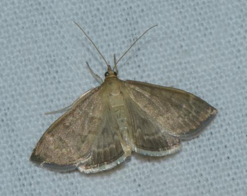 Anania fuscalis