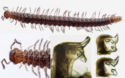Craspedosoma raulinsii