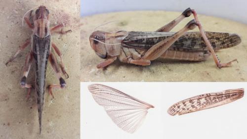 Réf. 178 011 : Locusta migratoria