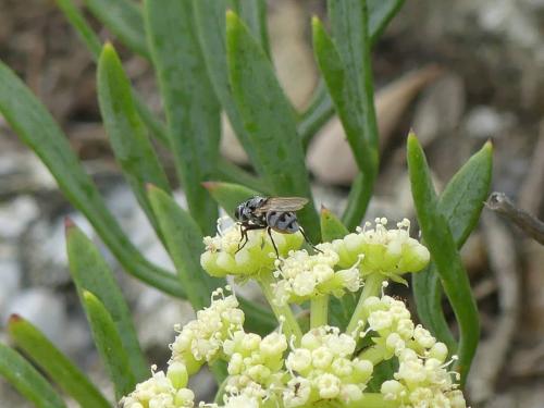 Anthomyia sp.