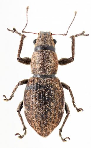 Naupactus cervinus