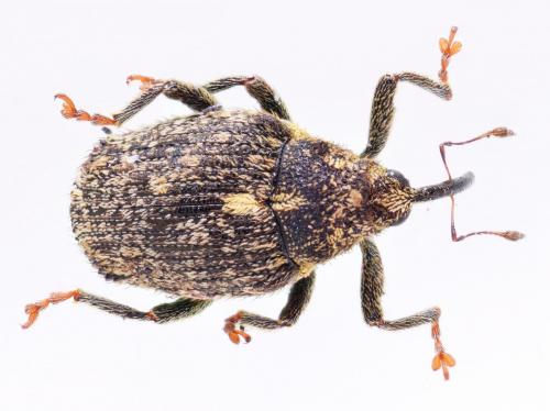 Réf. 178 392 : Ceutorhynchus pallidactylus