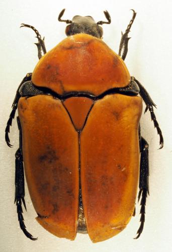 Réf. 178 876 : Pachnoda marginata aurantia