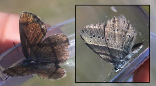 Cyaniris semiargus