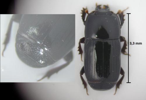 Platysoma elongatum elongatum