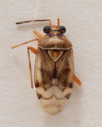 Réf. 178 036 : Deraeocoris pallens