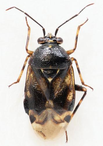 Deraeocoris punctulatus