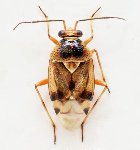 Deraeocoris serenus
