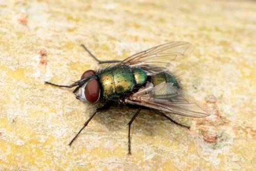 Réf. 178 420 : Lucilia sericata