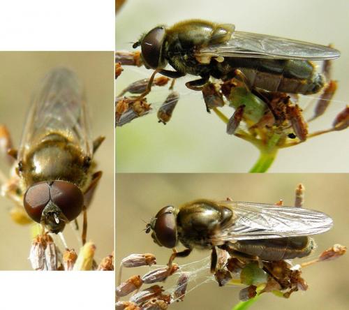 Cheilosia sp.