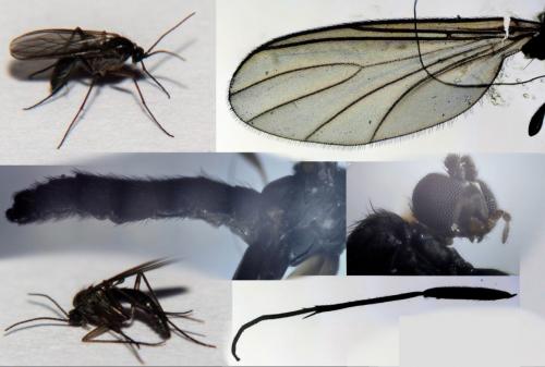 Sciara sp.