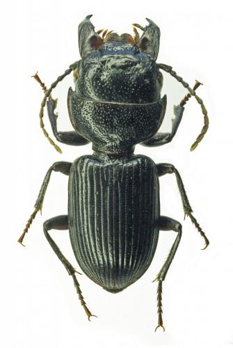 Dixus clypeatus