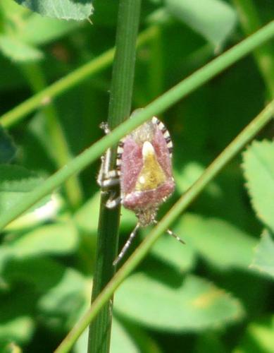 Dolycoris baccarum