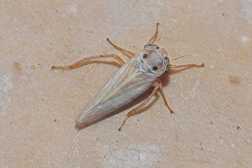 Austroagallia sinuata