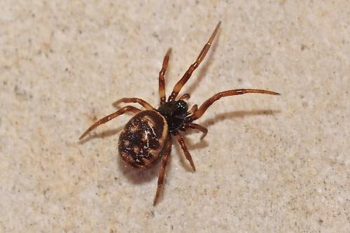Steatoda sp.