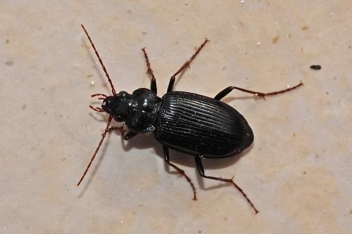 Réf. 178 811 : Nebria brevicollis