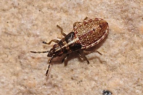 Réf. 178 740 : Belonochilus numenius