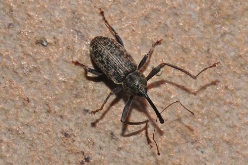 Réf. 178 748 : Dorytomus longimanus