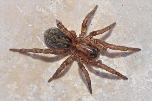 Trochosa sp.