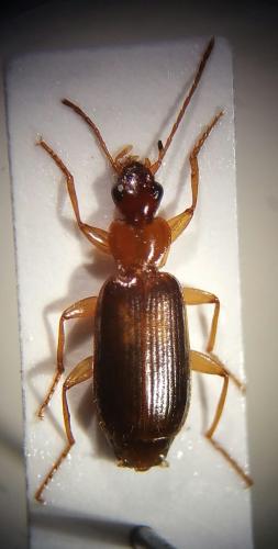 Réf. 178 447 : Dromius angustus