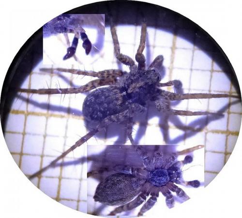 Pardosa sp.