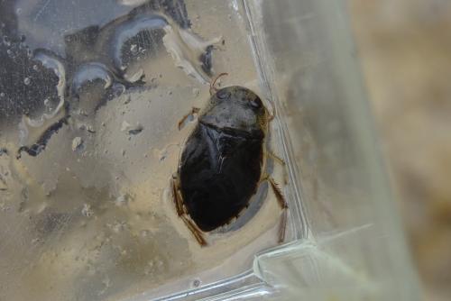 Réf. 178 454 : Ilyocoris cimicoides