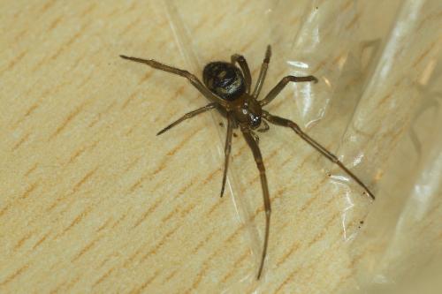 Steatoda grossa