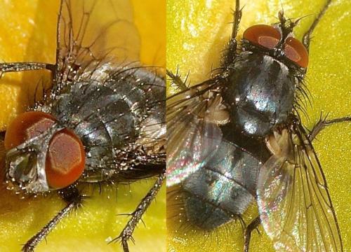 Melinda viridicyanea