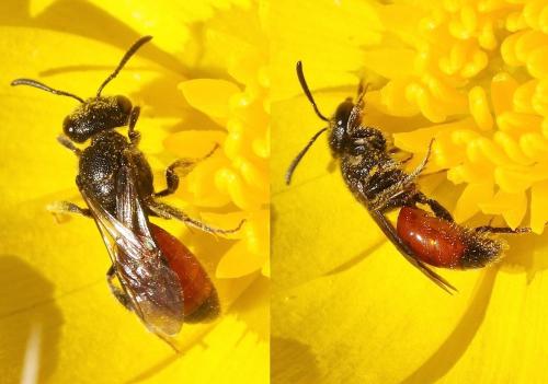 Réf. 178 693 : Sphecodes sp.
