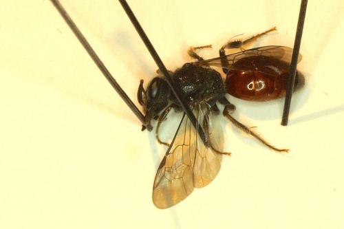 Sphecodes sp.
