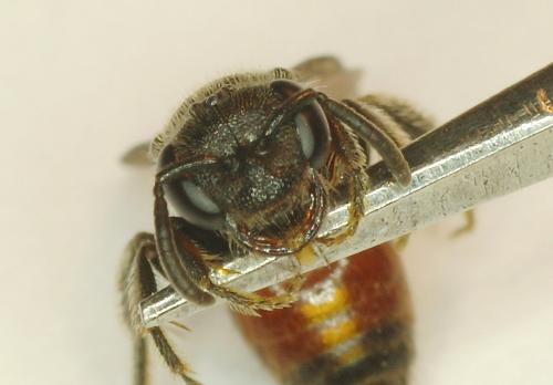 Sphecodes sp.